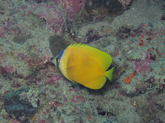 Chaetodon kleinii