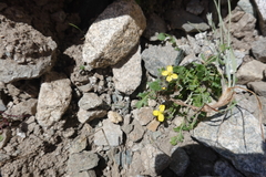 Coincya monensis cheiranthos