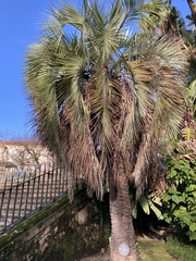 Butia eriospatha