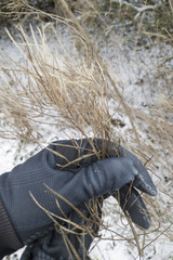 Sisymbrium strictissimum