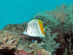 Chaetodon madagaskariensis