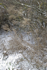 Sisymbrium strictissimum