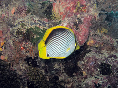 Chaetodon melannotus