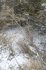 Sisymbrium strictissimum