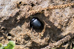 Anoplotrupes stercorosus