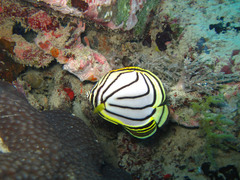 Chaetodon meyeri