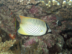 Chaetodon trifascialis