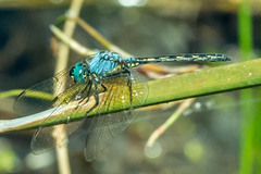Trithemis stictica