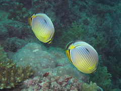 Chaetodon trifasciatus