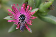 Delosperma versicolor
