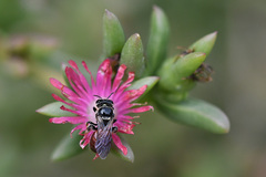 Delosperma versicolor