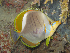 Chaetodon xanthocephalus