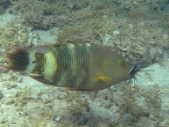 Cheilinus trilobatus