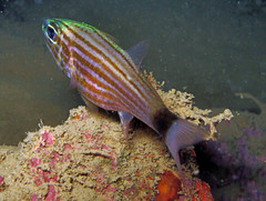 Cheilodipterus artus