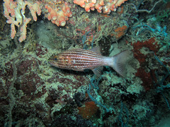 Cheilodipterus macrodon