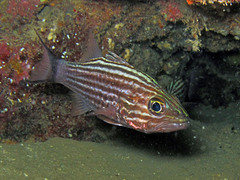 Cheilodipterus macrodon