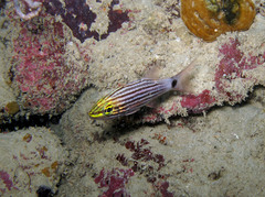 Cheilodipterus macrodon