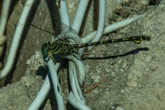Ceratogomphus pictus