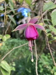 Fuchsia × hybrida