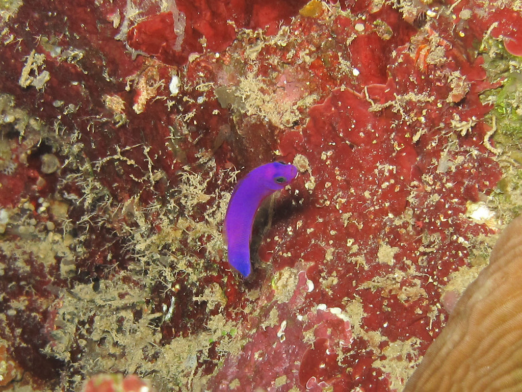 Cerise Dottyback