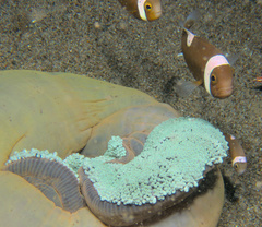 Amphiprion polymnus