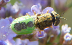 Oplodontha viridula