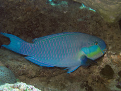 Chlorurus strongylocephalus