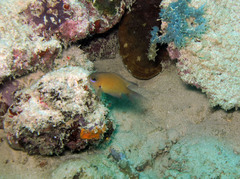 Pycnochromis agilis