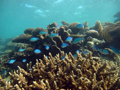 Chromis atripectoralis