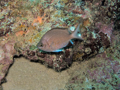 Chromis nigroanalis