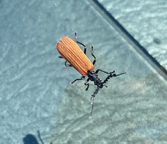 Pseudolycus rufipennis