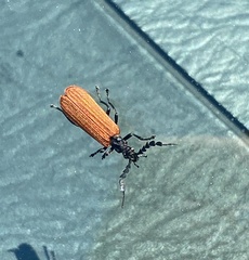 Pseudolycus rufipennis