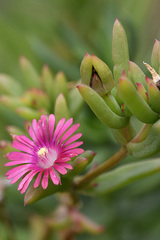 Delosperma versicolor