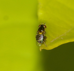 Chloropidae