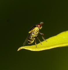 Chloropidae