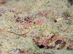 Corythoichthys flavofasciatus