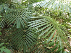 Arenga microcarpa