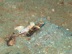 Cryptocentrus strigilliceps