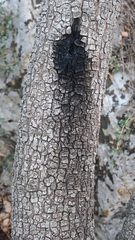 Phytophthora ramorum