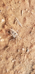 Coniocleonus excoriatus