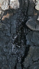 Phytophthora ramorum