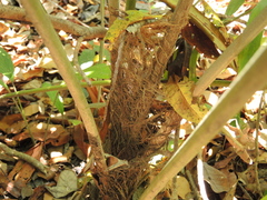 Arenga microcarpa