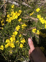 Hibbertia prostrata