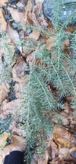 Adenocarpus decorticans