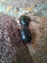 Histeridae