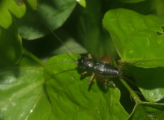 Mitius flavipes