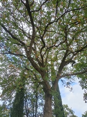 Quercus pubescens