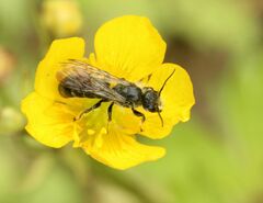 Chelostoma florisomne