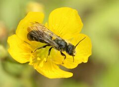 Chelostoma florisomne