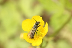 Chelostoma florisomne